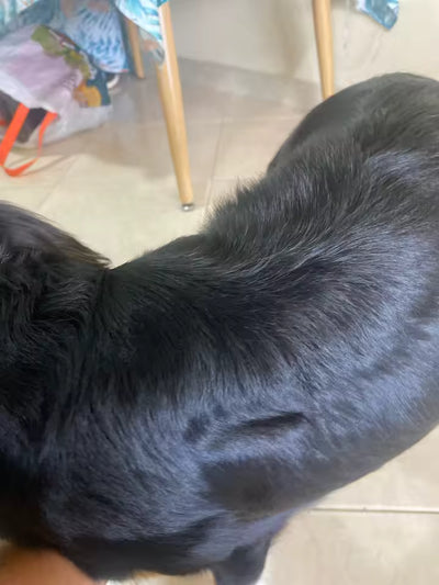 Foto de Oscar
